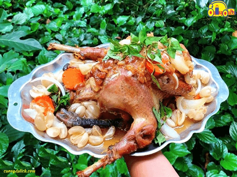 GÀ UM DÂU HẠ CHÂU