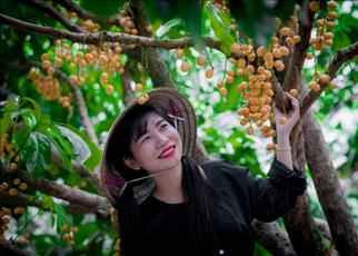  vườn trái cây 9 hồng 
